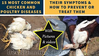 most common disease of poultry treatment and preventative measures [upl. by Joellyn123]