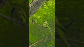 Two parrot playing on tree shortsfeed birds youtube wildlife parrots followme hightlight [upl. by Giacopo]