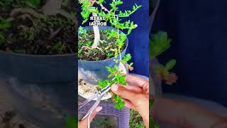 Create Your Own Bonsai in 24 Hours – StepbyStep Guide bonsai bonsaiideas [upl. by Ethelstan]