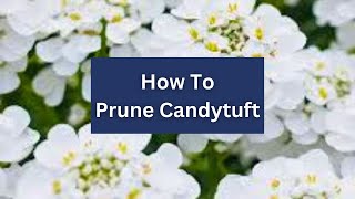 How To Prune Candytuft  Iberis sempervirens [upl. by Skolnik471]