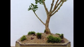 Boxwood Bonsai Tree from Shrub to Beautiful [upl. by Notnel]