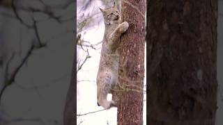 A Lynx Cat Climbing Down TheTreeyoutubeshorts shortvideo lynxcat [upl. by Ina984]