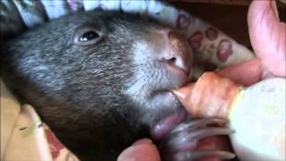 Baby Wombats Day [upl. by Francene548]