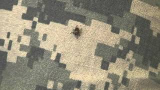 Ticks on ACU that has been treated with permethrin [upl. by Partridge209]