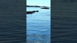 Terns and Seals in the Sheepscot River Maine [upl. by Ettenahc]