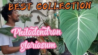 BEST COLLECTION  Philodendron gloriosum  DIY Experience the Propagation Technique [upl. by Enyehc]