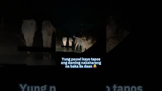 Cow invasion na ba to 🤣🐄🐮 ontheroad momsofYT kaEyebagAngel viralVideos [upl. by Hedda39]