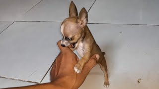 Pinscher miniatura puro ódio [upl. by Korey]