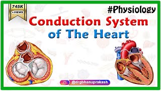 Conduction system of the heart  Sinoatrial node AV Node Bundle of His Purkinje fibers Animation [upl. by Dareg]