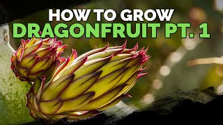 How to Grow Dragon Fruit Part 1  Soil Sun Water Containers and Fertilizing [upl. by Karlik]