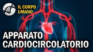 Apparato Cardiocircolatorio  Il Corpo Umano [upl. by Kerns]