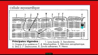 Quelle est la structure du myocarde Partie 2 [upl. by Kudva]