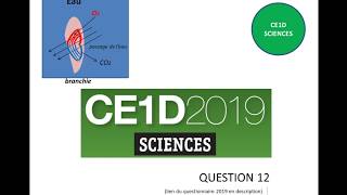 CE1D Sciences 2019 question 12  corrigé [upl. by Pavlov53]