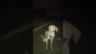 Dog humanity love🤗🤗 shortsvideo dog help love [upl. by Waylen660]