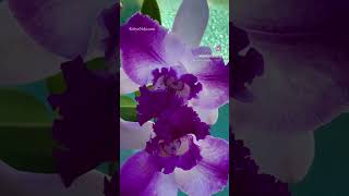 Cattleya Orchid orchidsofinstagram orchid orchids orchidgarden orchidcare plants plant [upl. by Uke]