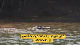 Mugger Crocodile sliding into Coastal Mangroves of Maharashtra [upl. by Merci]