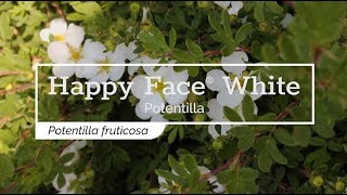 30 Seconds with Happy Face® White Potentilla [upl. by Australia]