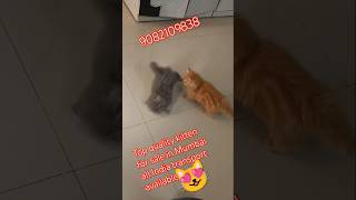 sabse sasta parsian cat 💥💥 for sale in Mumbai shorts viral trending ytshorts tsong cutedance [upl. by Terej]