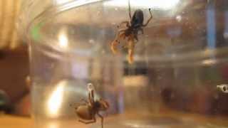 SPIDER SEX Arizona Jumping Spider Mating Dance turn up your speakers [upl. by Rugen]