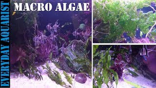 How To Grow Marine Macro Algae  Planted Saltwater Aquarium [upl. by Anirt18]