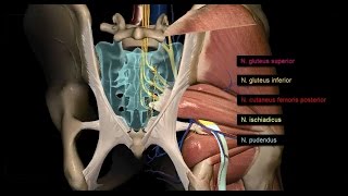 Untere Extremität  Plexus sacralis  3D [upl. by Zwart]