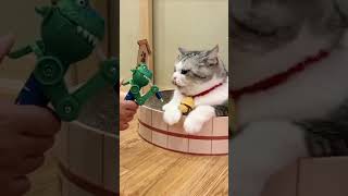 Cute Cat 😍  cutecat cats youtubeshorts meow catsvideo funnycats shorts cat [upl. by Nirac384]