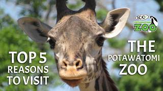 Top 5 Reasons to Visit the Potawatomi Zoo [upl. by Marbut]