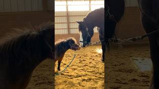 Horse Teaches A 30YearOld Rescue Horse How To Play l The Dodo animals horse horses [upl. by Maria916]