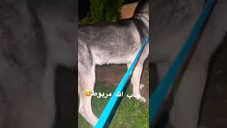 جاب الله مربوط😅husky doglover dog pets petlovers المغرب [upl. by Harneen]