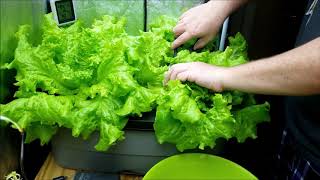 Harvesting some hydroponic lettuce [upl. by Annadal]