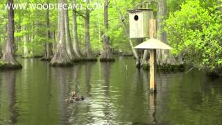 Hooded Merganser and Wood Duck babies skydive 5814 [upl. by Brawner915]