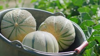 The Life Cycle of Charentais Melon  Modern Agriculture Planting and Harvesting French Melons [upl. by Anyak]