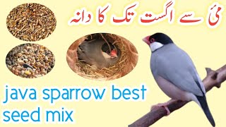 Java Summer seed mix 🐦 best breeding food for java 💯🥵 [upl. by Jahdal]