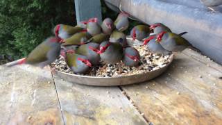 Found a whole group of red browed finch RARE ENCOUNTER [upl. by Clayson]