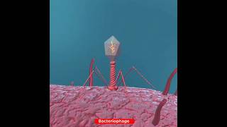 Lifecycle of Bacteriophage Virus  Lytic Cycle [upl. by Rakabuba808]