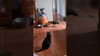 Cat not responding  after all it is dog food and a bird with a big scary beak shorts [upl. by Oliva]