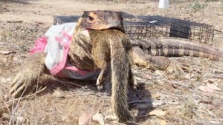 Lizard finds Squirrel in Cage breaks inEats Squirrel [upl. by Shellans]