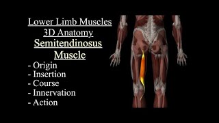 Semitendinosus Muscle 3D Anatomy  Origin Insertion Course Innervation amp Action  Movement [upl. by Htebesile]