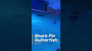 Shark Fin Guitarfish  sharkfin guitarfish fish aquarium sharjahaquarium sharjah aquariums [upl. by Vins]