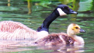 Baby Canada Geese SOUNDS CALLING to Parents [upl. by Azila]