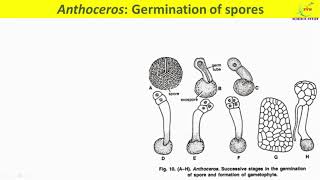 Anthoceros Sporophyte structureLS of SporophyteLife cycle of AnthocerosSystematic position [upl. by Valina245]