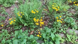 GOLDEN RAGWORT [upl. by Oicul893]