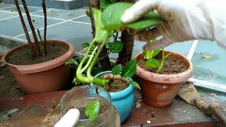 मनी प्लांट को कटिंग से कैसे लगाये II how to grow money plant from cutting II [upl. by Jennings815]