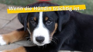 WauTV  Die Trächtigkeit einer Hündin Ablauf und mögliche Komplikationen [upl. by Druce]