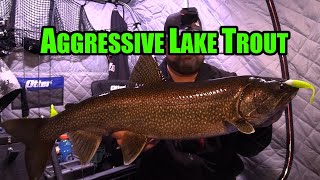 Dark Aggressive Lake Trout  Ice FISHING [upl. by Aicil799]