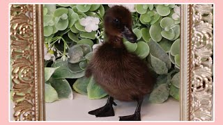 Baby Cayuga Duck Poses for the Camera shorts [upl. by Egrog]