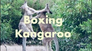 Boxing Kangaroo  Kangaroo Fighting [upl. by Eugenides851]