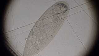 Paramecium dying by drying out [upl. by Merriott]