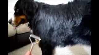 How to Groom a Bernese Mountain Dog [upl. by Holden]