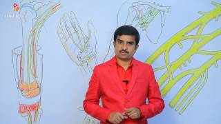 Median nerve anatomy  Usmle quick review lecture  Dr Bhanu prakash [upl. by Yevoc199]